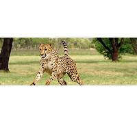 CHEETAH 3 D Lenticular Bookmark with amazing moving effect (Flip), 5,8 x 2,0 inches, by Edition Colibri (10159)