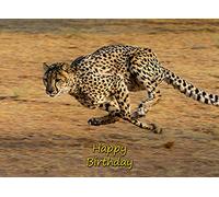 Cheetah Birthday Card