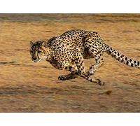 Cheetah Blank Greeting Card - Landscape
