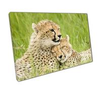Cheetah Cubs Cuddled Together In Maasai Mara National Reserve Kenya Wall Art Print On Canvas Picture For Home Office Decor 61x41cm (24x16In)