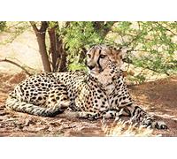Cheetah Puzzle 1000 Pieces Animal World Puzzle Puzzle Storage 38x52CM
