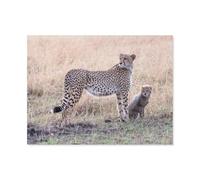 Cheetah with Cub，Jigsaw Puzzles Puzzles for Adults Kids. 1000 Piece Impossible Challenge Toy Educational Game Home Decoration for Adults& Kids Age 14 Years Up 1000pcs（75x50cm）-AZ42