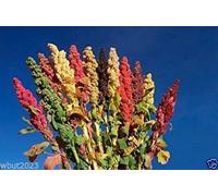 Chenopodium quinoa Seeds semi- Rainbow - Rosa Rosso, arancione, giallo, bianco, verde
