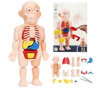 CHENRI Children's Enlightenment Toys, Interactive Human Body Anatomy Model, Detachable and Assembled Human Torso Anatomy Model, 3D Human Skeleton Model Anatomy Kit for Kids