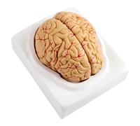 CHEOTIME Human Brain Model Anatomy, 8 Part Life-Size Dissectible PVC Teaching Tool Educational Brain Anatomical Model for Medical Study Science Research
