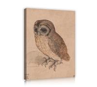 CHERHERART The Little Owl Canvas Wall Art Murals for Office Study Classroom Dining Room Living Room Bedroom Animals Canvas Poster Picture Prints 50x70cm Innerframe