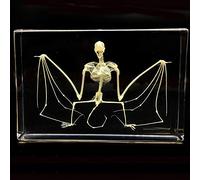 Cherish XT Taxidermy Real Bat Skeleton Specimens Science Classroom Specimen For Science Education