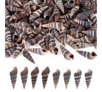 Cheriswelry 100Pcs Small Natural Conch Sea Shells 27-29x9-9.5mm Black Tiny Ocean Natural Seashells Bulk for Jewelry Making Necklace Earrings Vase Fillers