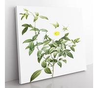 Cherokee Rose in White by Pierre Joseph Redoute Canvas Print 14x14 Inch