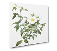Cherokee Rose in White by Pierre Joseph Redoute Canvas Print | Gallery Wrapped 30mm Frame Wall Art | 14x14 inches | Ready to Hang | Retro Floral Picture | Living Room Bedroom Lounge Office