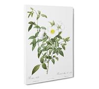 Cherokee Rose In White By Pierre Joseph Redoute Canvas Print | Gallery Wrapped 30mm Frame Wall Art | 30x20 inches | Ready to Hang | Retro Floral Picture | Living Room Bedroom Lounge Office