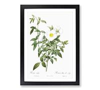 Cherokee Rose in White by Pierre-Joseph Redoute Framed Print | A2 Black Framed Wall Art | Ready to Hang | Modern Floral Picture | Living Room Bedroom Lounge Office