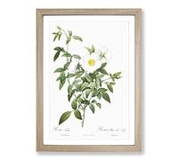 Cherokee Rose in White by Pierre-Joseph Redoute Framed Print | A2 Oak Framed Wall Art | Ready to Hang | Modern Floral Picture | Living Room Bedroom Lounge Office