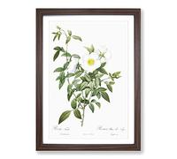 Cherokee Rose in White by Pierre-Joseph Redoute Framed Print | A2 Walnut Framed Wall Art | Ready to Hang | Modern Floral Picture | Living Room Bedroom Lounge Office