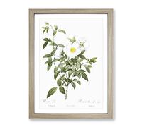 Cherokee Rose In White By Pierre Joseph Redoute Vintage Framed Print | A2 Oak Framed Wall Art | Ready to Hang | Classic Floral Picture | Living Room Bedroom Lounge Office