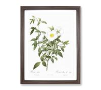 Cherokee Rose In White By Pierre Joseph Redoute Vintage Framed Print | A2 Walnut Framed Wall Art | Ready to Hang | Classic Floral Picture | Living Room Bedroom Lounge Office