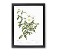 Cherokee Rose In White By Pierre Joseph Redoute Vintage Framed Print | A3 Black Framed Wall Art | Ready to Hang | Classic Floral Picture | Living Room Bedroom Lounge Office