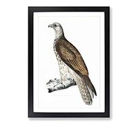 Cherrug Falcon by John Edward Gray Framed Print | A2 Black Framed Wall Art | Ready to Hang | Modern Nature Picture | Living Room Bedroom Lounge Office