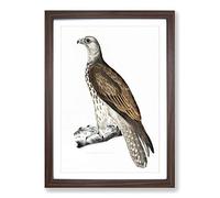 Cherrug Falcon by John Edward Gray Framed Print | A2 Walnut Framed Wall Art | Ready to Hang | Modern Nature Picture | Living Room Bedroom Lounge Office