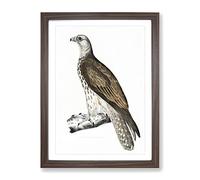 Cherrug Falcon By John Edward Gray Vintage Framed Print | A4 Walnut Framed Wall Art | Ready to Hang | Classic Nature Picture | Living Room Bedroom Lounge Office