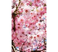 Cherry Blossom Notebook - A5 Lined Journal for Inspiration, Reflection & Everyday Writing: 100 Pages for Goal-Setting, Creative Writing & Mindfulness, ... Perfect Gift for Women & Nature Lovers