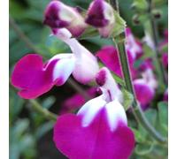 Cherry Lips Salvia Sage Perennials Flowering Plants Salvia 2L Pot Plant Theory Green One Size