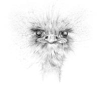Cherry Orchard Ostrich Blank Artist Card by Beverley Fisher