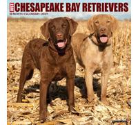 Willow Creek Press, Just Chesapeake Bay Retrievers 2027 Wall Calendar