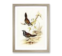 Chestnut Backed Groud Thrush Bird By Elizabeth Gould Vintage Framed Wall Art Print, Ready to Hang Picture for Living Room Bedroom Home Office Décor, Oak A3 (34 x 46 cm)