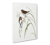 Chestnut Breasted Finch Bird By Elizabeth Gould Canvas Print | Gallery Wrapped 30mm Frame Wall Art | 20x14 inches | Ready to Hang | Retro Animals Picture | Living Room Bedroom Lounge Office
