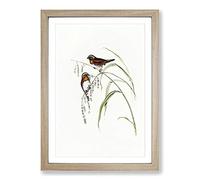 Chestnut-Breasted Finch by Elizabeth Gould Framed Print | A2 Oak Framed Wall Art | Ready to Hang | Modern Nature Picture | Living Room Bedroom Lounge Office