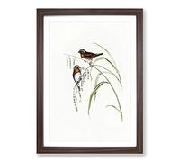Chestnut-Breasted Finch by Elizabeth Gould Framed Print | A2 Walnut Framed Wall Art | Ready to Hang | Modern Nature Picture | Living Room Bedroom Lounge Office