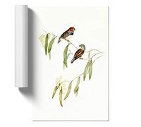 Chestnut ea Finch by Elizabeth Gould Art Print | Unframed Poster, A4