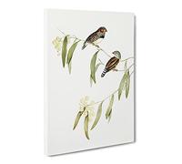 Chestnut Eared Finch Bird By Elizabeth Gould Canvas Print | Gallery Wrapped 30mm Frame Wall Art | 30x20 inches | Ready to Hang | Retro Animals Picture | Living Room Bedroom Lounge Office