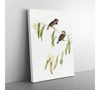 Chestnut Eared Finch Bird By Elizabeth Gould Vintage Canvas Wall Art Print Ready to Hang, Framed Picture for Living Room Bedroom Home Office Décor, 60x40 cm (24x16 Inch)