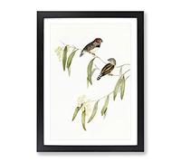Chestnut Eared Finch Bird By Elizabeth Gould Vintage Framed Print | A3 Black Framed Wall Art | Ready to Hang | Classic Nature Picture | Living Room Bedroom Lounge Office