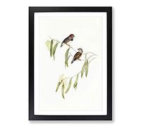 Chestnut-Eared Finch by Elizabeth Gould Framed Print | A2 Black Framed Wall Art | Ready to Hang | Modern Nature Picture | Living Room Bedroom Lounge Office