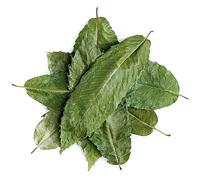 Chestnut Leaf Dried Whole Leaves - Herbal Tea and Natural Infusions Naturally dried chestnut tree leaves that steep into a mellow earthy brew for herbal tea lovers seeking something different