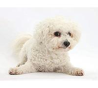 CHEUALY Diamond Painting Kits for Adults Diamond Art 5D Paint with Diamonds,Bichon Frise White Cute Pet Dog Animal DIY Painting Kit Paint by Number Birthday Gifts