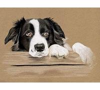 CHEUALY DIY Digital Oil Painting By Numbers Kit Border Collie Dog Paint By Numbers For Adults Children Canvas Birthday Wedding Gift Decorations 40x50cm
