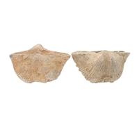 CHICAMPERA 2Pcs Spirifer Specimen Natural Shell Models for Geology Education and Scientific Collection Ornament