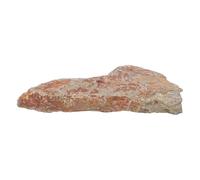 CHICAMPERA Authentic Fern Specimen Stone for Collection and Display, Preserving Real Ancient Fern Structures Natural Stone Material, for Office Desk Decoration Or History Museum Display