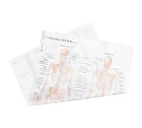 CHICAMPERA Human Anatomy Skeletal Muscular System Chart Poster 50X70Cm Silk Fabric Educational Wall Art for Science Study and Classroom
