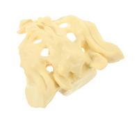 CHICAMPERA PVC Human Sacrum Model Natural Anatomical Skeleton for Medical Training Education Teaching Tool for Students and Healthcare Professionals