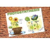 Chicbanners Educational Educational Photosynthesis Science Chart Diagram Visual School Wall Art Self Adhesive Sticker Mural Poster size 1000mm deep x 600mm wide (large)