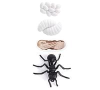 CHICIRIS Growth Stages and Life Cycle Figurines, Educational Science Toy for Kids with Realistic Design and Safe Material, Ideal for Young Learners (#2)