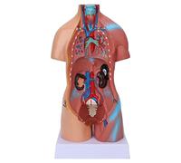 CHICIRIS Human Body Model, Removable Educational Body Brain Model Human Torso Torso for Teaching School Hospital 17.7in
