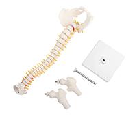 CHICIRIS Human Spine Model for Teaching Anatomy - Durable and Unbreakable - Realistic Size Suitable for Study
