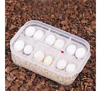 CHICIRIS Reptile Breeding Box,Professional Transparent Plastic Gecko Snakes Lizards Reptiles Eggs Hatcher Tray for Observing, for Geckos and Lizards, 6.50x4.33x2.05inch