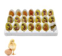 Chick Embryo Growth Model, 21 Plastic Eggs, Educational Model for Learning Egg Hatching and Chick Development, for Study Display Teaching Medical Model